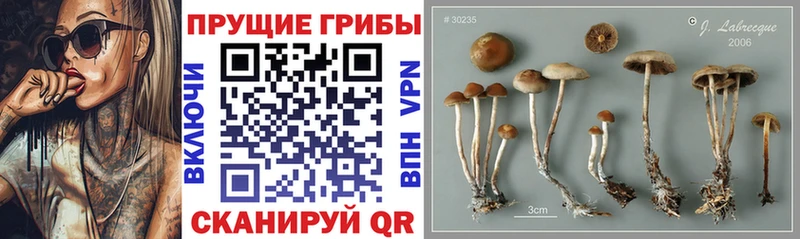 как найти закладки  KRAKEN сайт  Галлюциногенные грибы MAGIC MUSHROOMS  Медынь 